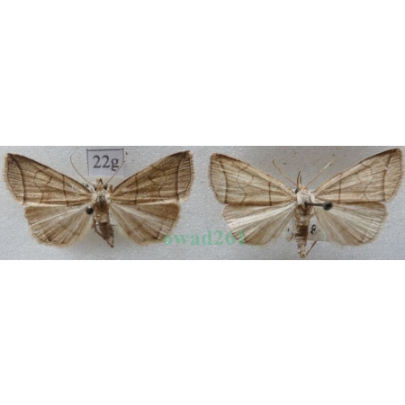 Herminia grisealis (Denis & Schiffermüller, 1775) pair Szczękalica gajówka Czech22g